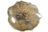 Polished Fossil Coral (Actinocyathus) From Morocco - 2 1/2" to 3" - Photo 4